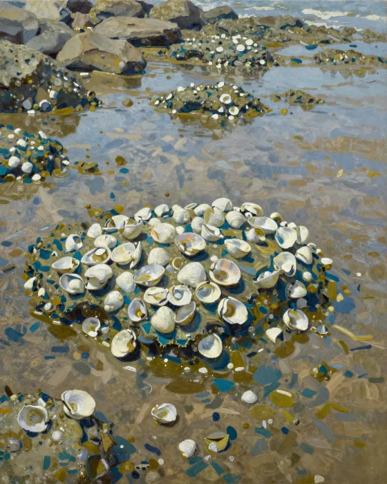 Tidal Barnacles