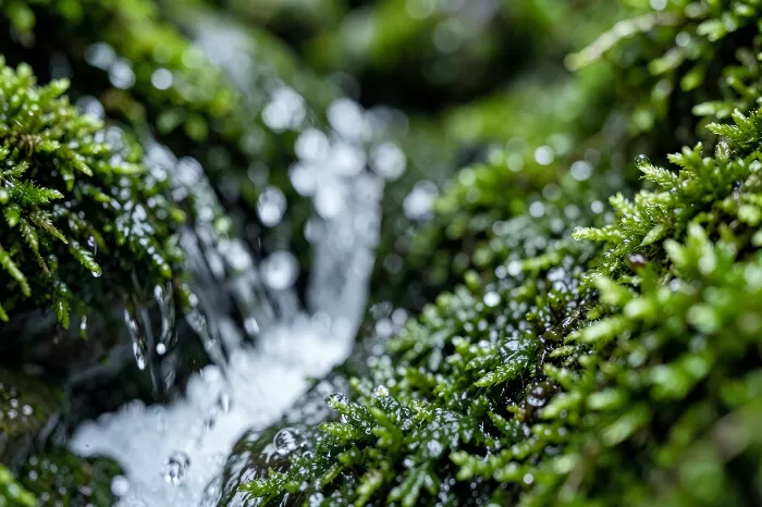 Forest Droplets