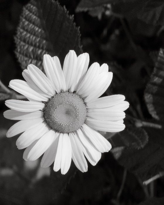 Daisy Days - Newfoundland art print