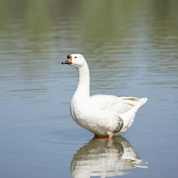 Goose Reflection