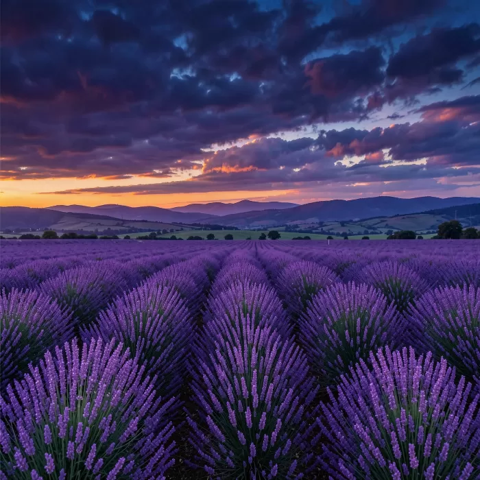 Evening Lavender