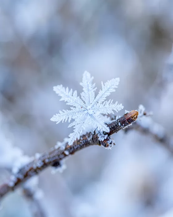 Winter Spark
