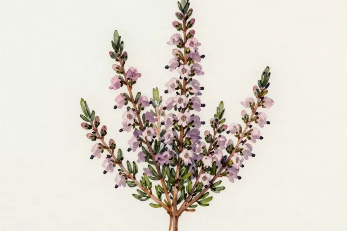 Heather Study