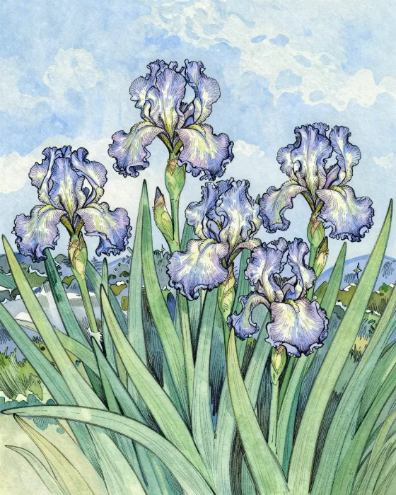 Iris Cluster