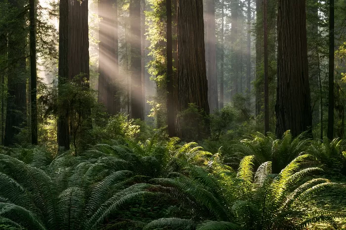 Cathedral Grove
