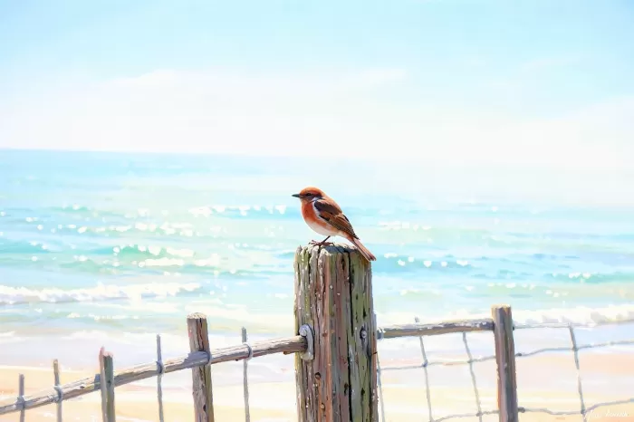 Shore Robin