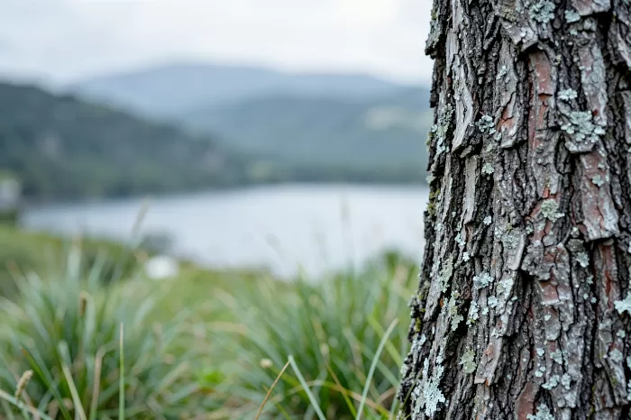 Pine Bark