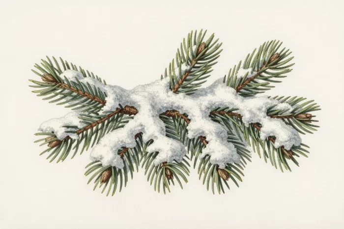 Snowy Spruce