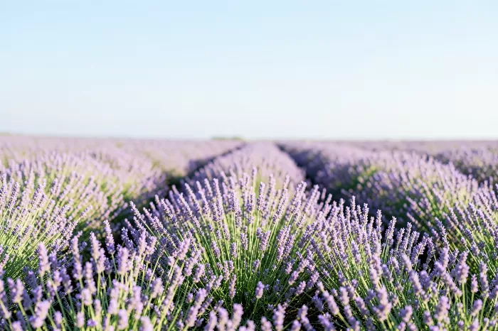 Purple Rows