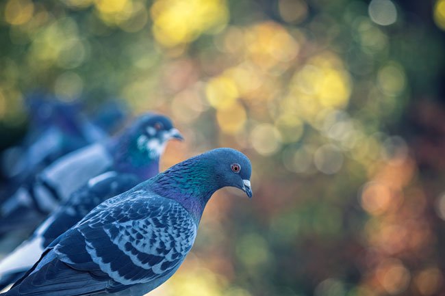 Pigeons - Newfoundland art print