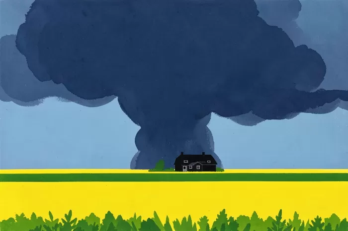 Canola Squall