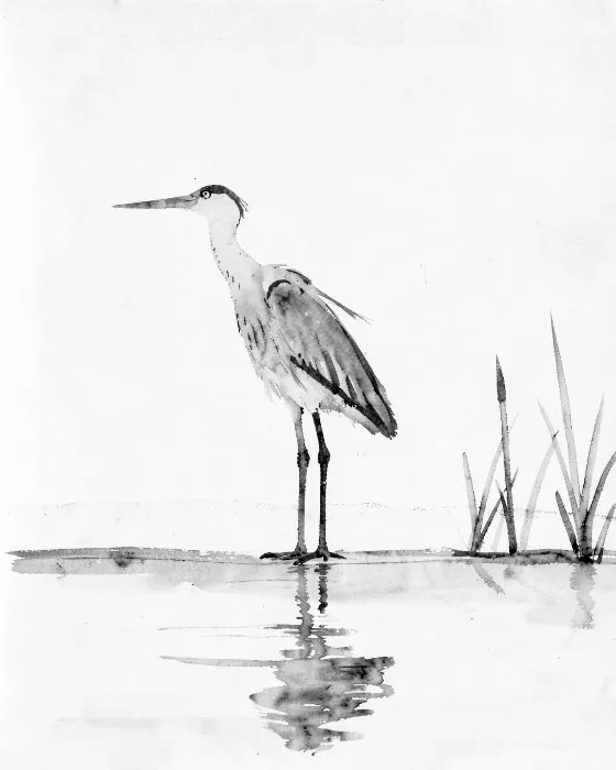 Reed And Water