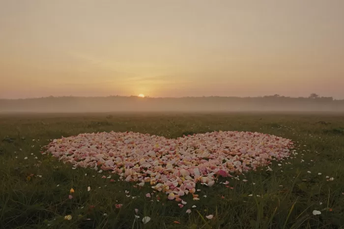 Meadow Rose