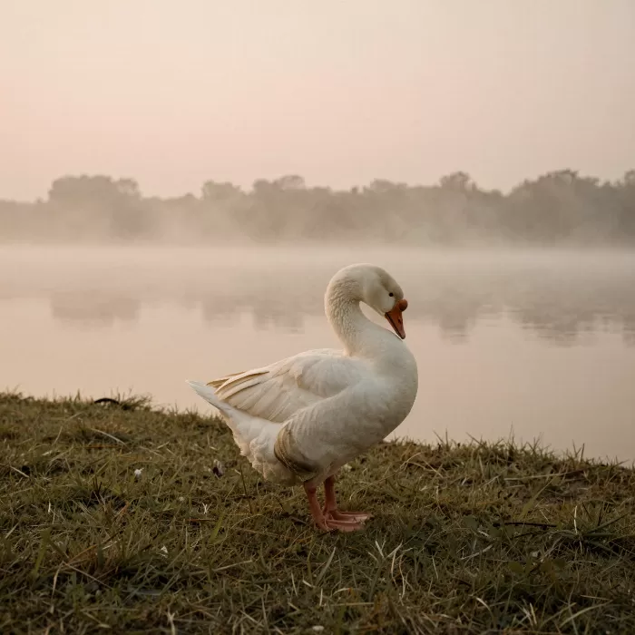 Dawn Preen