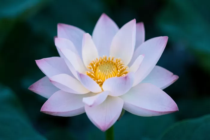 Lotus Glow