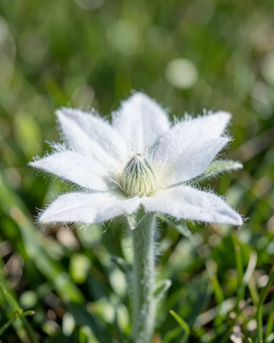 Edelweiss Bloom