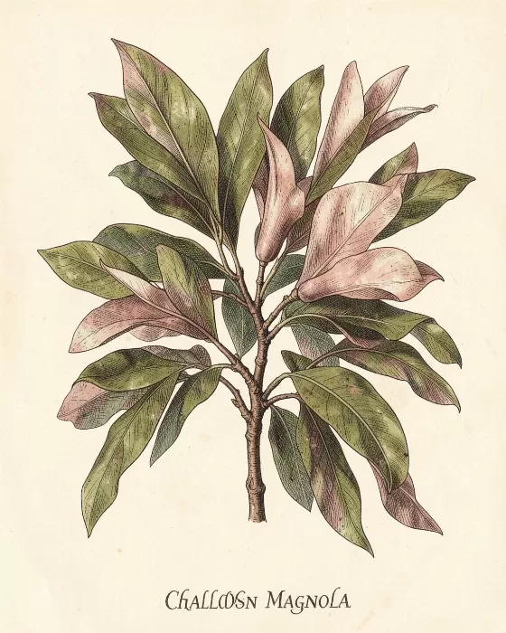 Charleston Magnolia