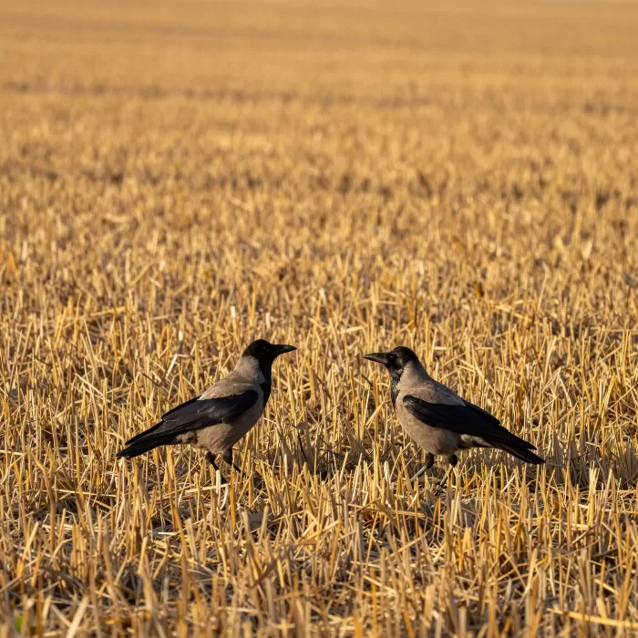 Golden Crows