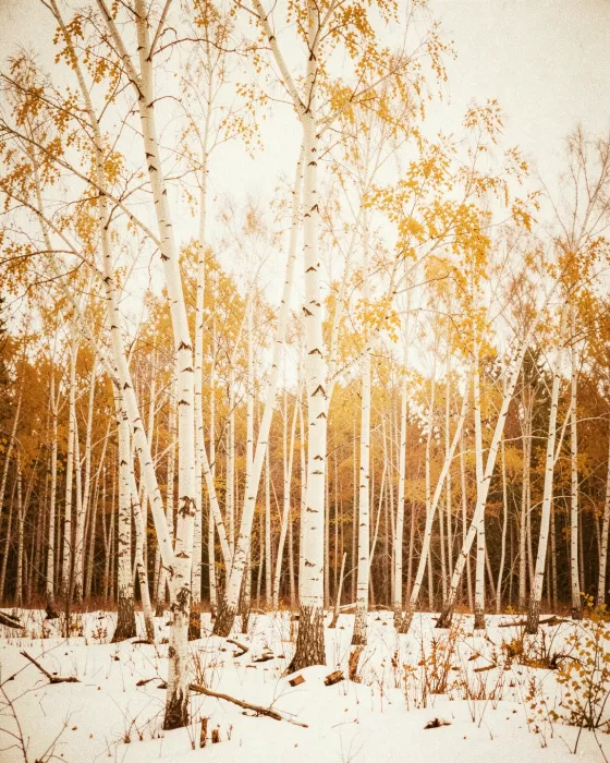 Aspen Snowfall
