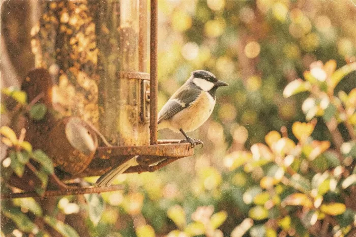 Feeder Light