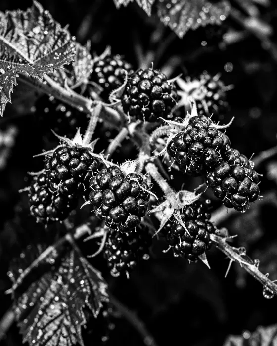 Bramble Fruit