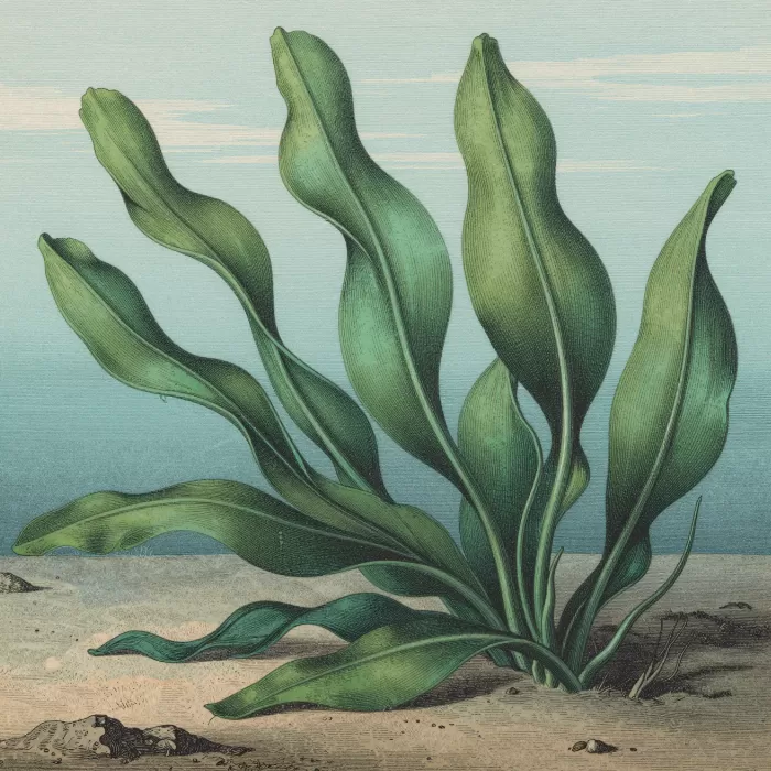 Kelp Crosssection