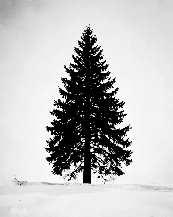Spruce Solitude