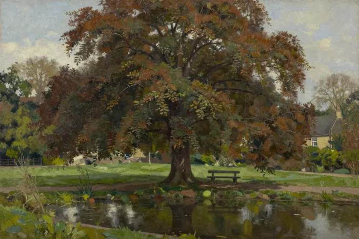 Copper Beech
