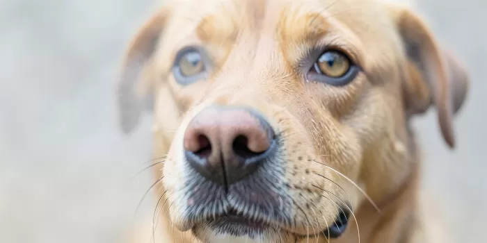 Nose And Eye