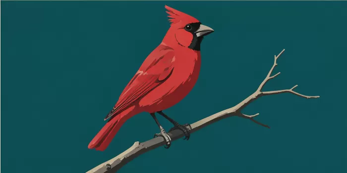Teal Cardinal