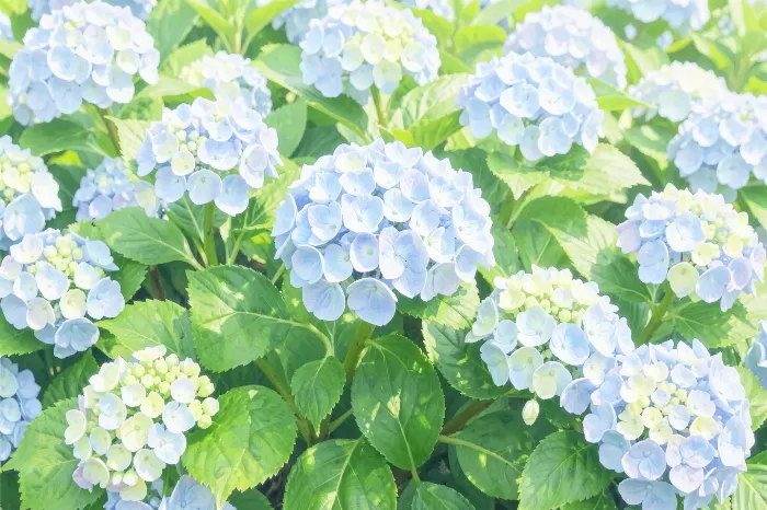 Pale Blue Blooms