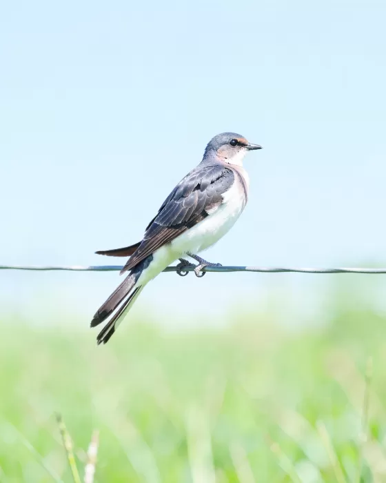 Swallow On Wire