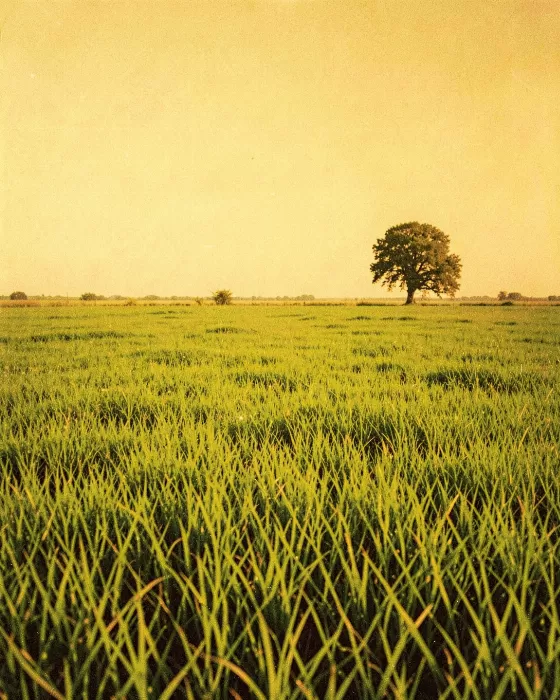Citrine Field