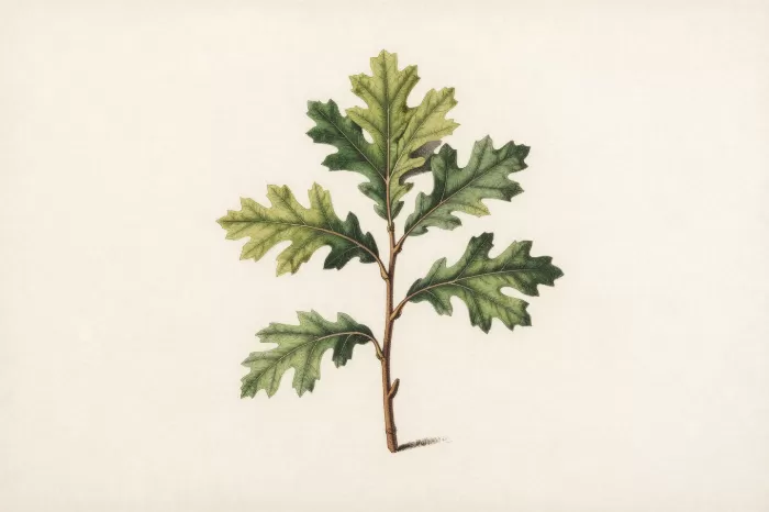 Oak Sapling