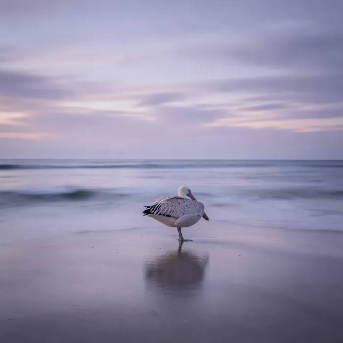 Still Pelican