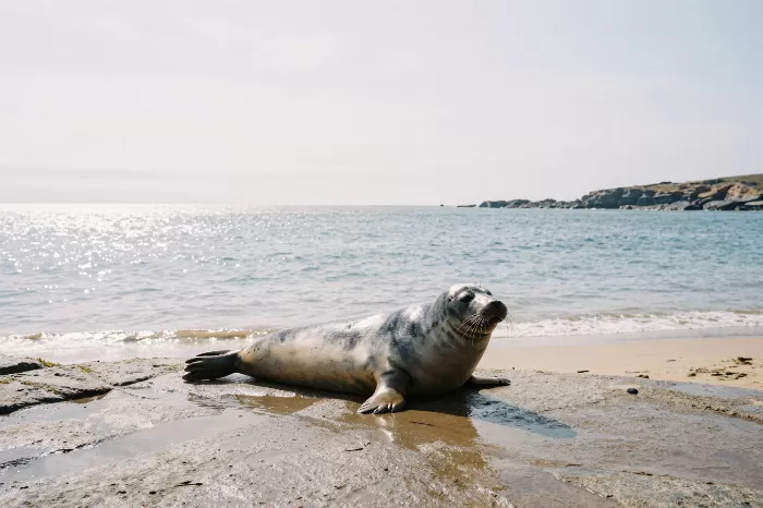 Lone Seal