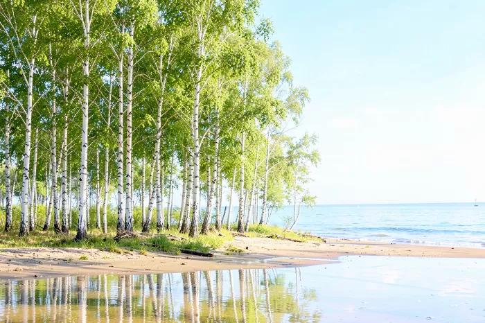 Shoreline Birches