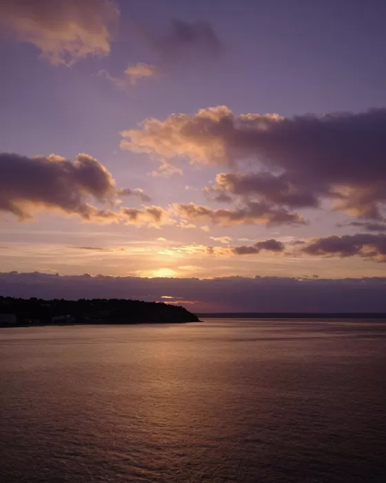 Violet Harbour