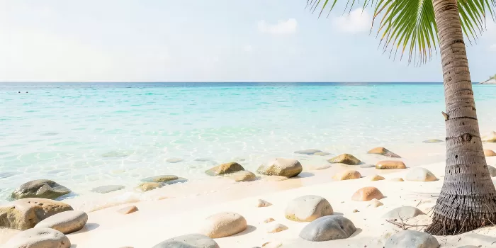 Palm & Stones