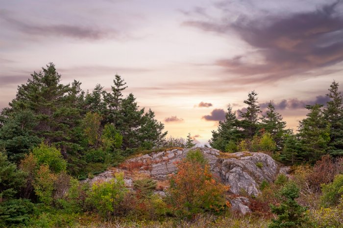 Rugged Beauty - Newfoundland art print