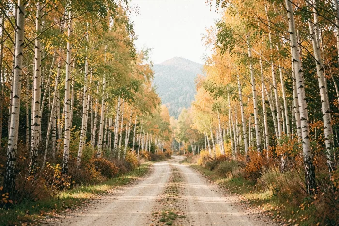 Amber Road