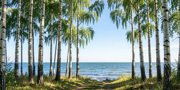 Birch Gleam