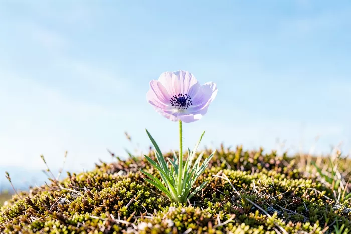 Tundra Bloom