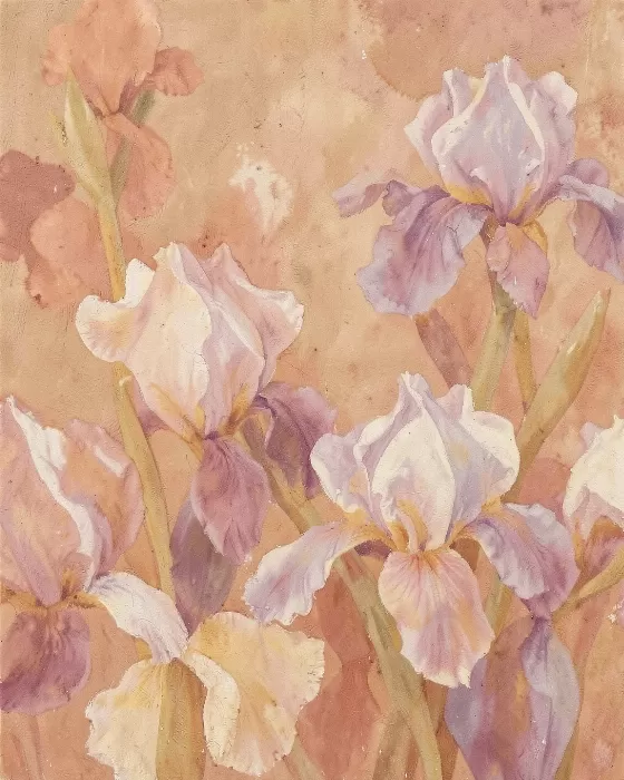 Sunwarmed Irises