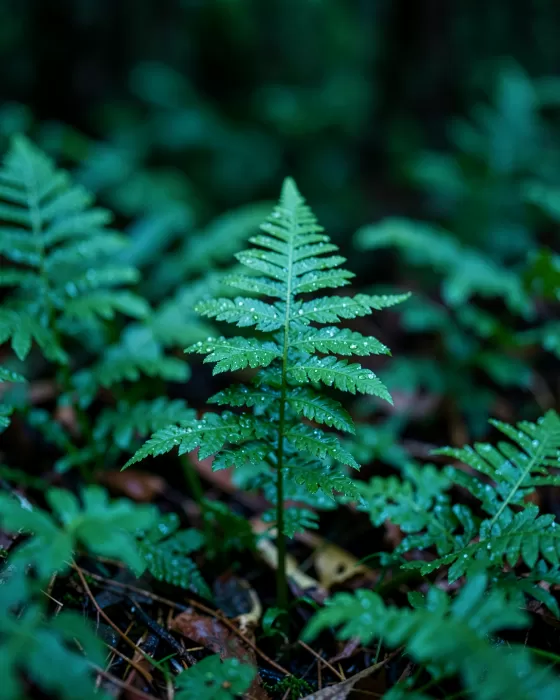 Redwood Ferns
