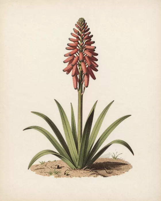 Century Bloom