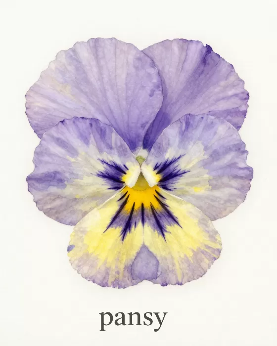 Pansy Blossom