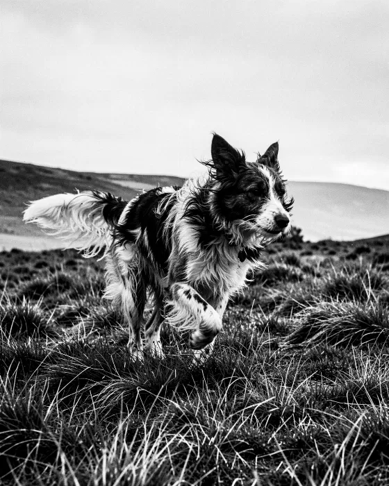 Moor Stride
