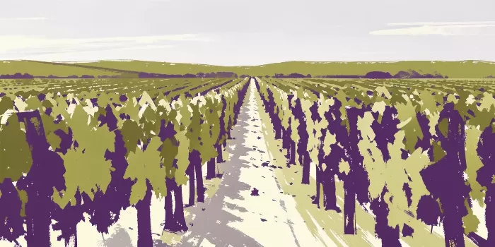 Vine Rows