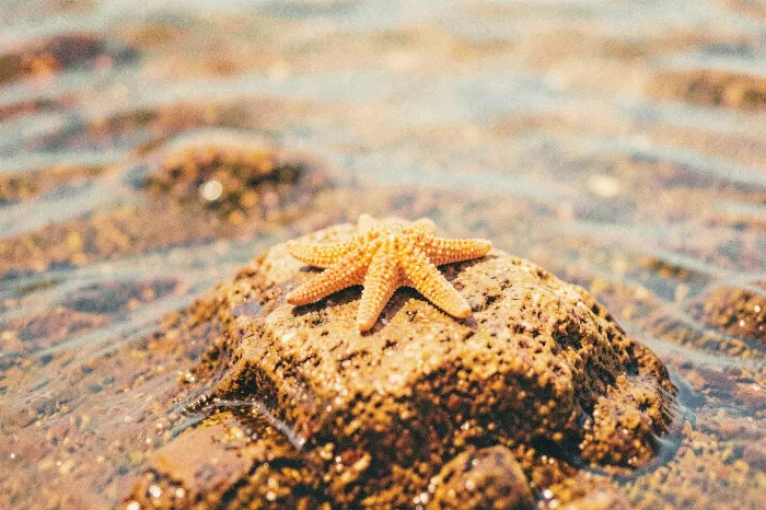 Sunlit Starfish